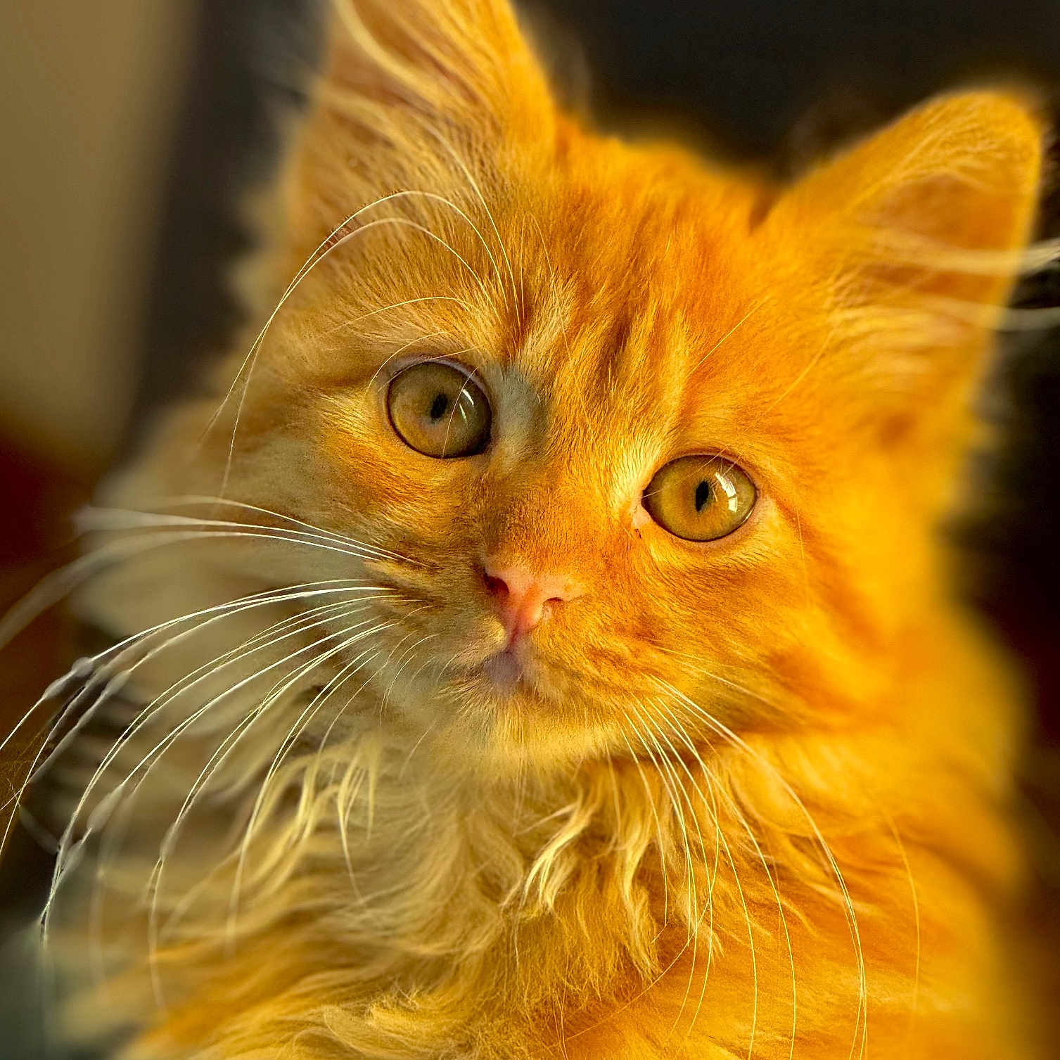 Fynn participe au concours pour gagner de l'argent avec cette photo : animal, cat, close_up, curious, cute, domestic_cat, face, feline, fluffy, furry, golden_eyes, indoor, mammal, orange_cat, pet, portrait, soft_fur, warm_lighting, whiskers, young
