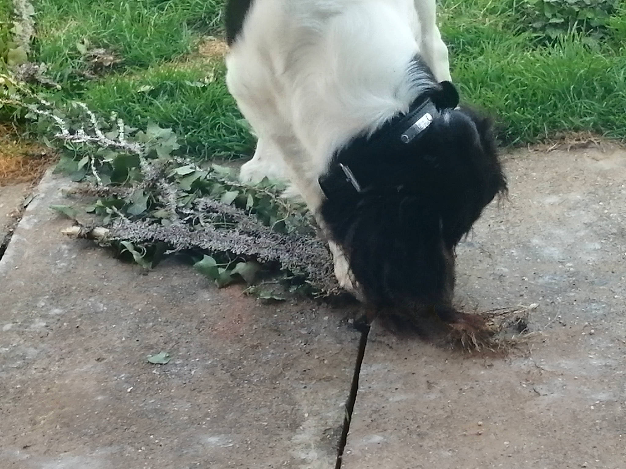 Raybann a rejoint le concours — aidez-le/la à gagner de superbes lots ! canidae, carnivore, collar, companion_dog, dog, dog_breed, dog_collar, fawn, feather, fur, goats, grass, plant, road_surface, snout, soil, sporting_group, tail, terrestrial_animal, working_animal