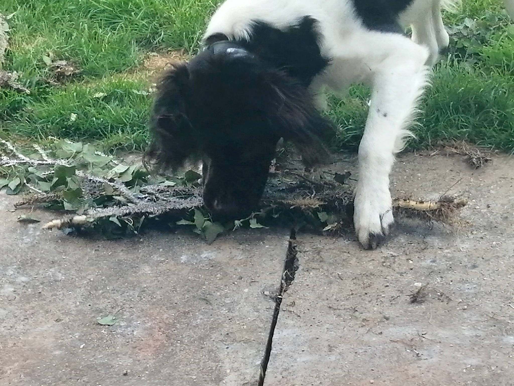 Raybann participe au concours pour gagner de l'argent avec cette photo : canidae, carnivore, cat, claw, companion_dog, dog_breed, felidae, fur, grass, paw, small_to_medium_sized_cats, snout, soil, sporting_group, tail, terrestrial_animal, whiskers, wildlife