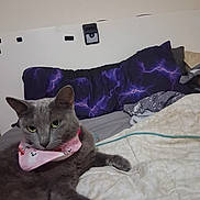Babyblue is registered to the contest to win money with this photo: cat, gray_cat, pet, animal, bow_tie, pink_accessory, bed, bedroom, bedding, pillows, blanket, cozy, indoor, lying_down, green_eyes, whiskers, ears, portrait, lightning_pattern, home_decor
