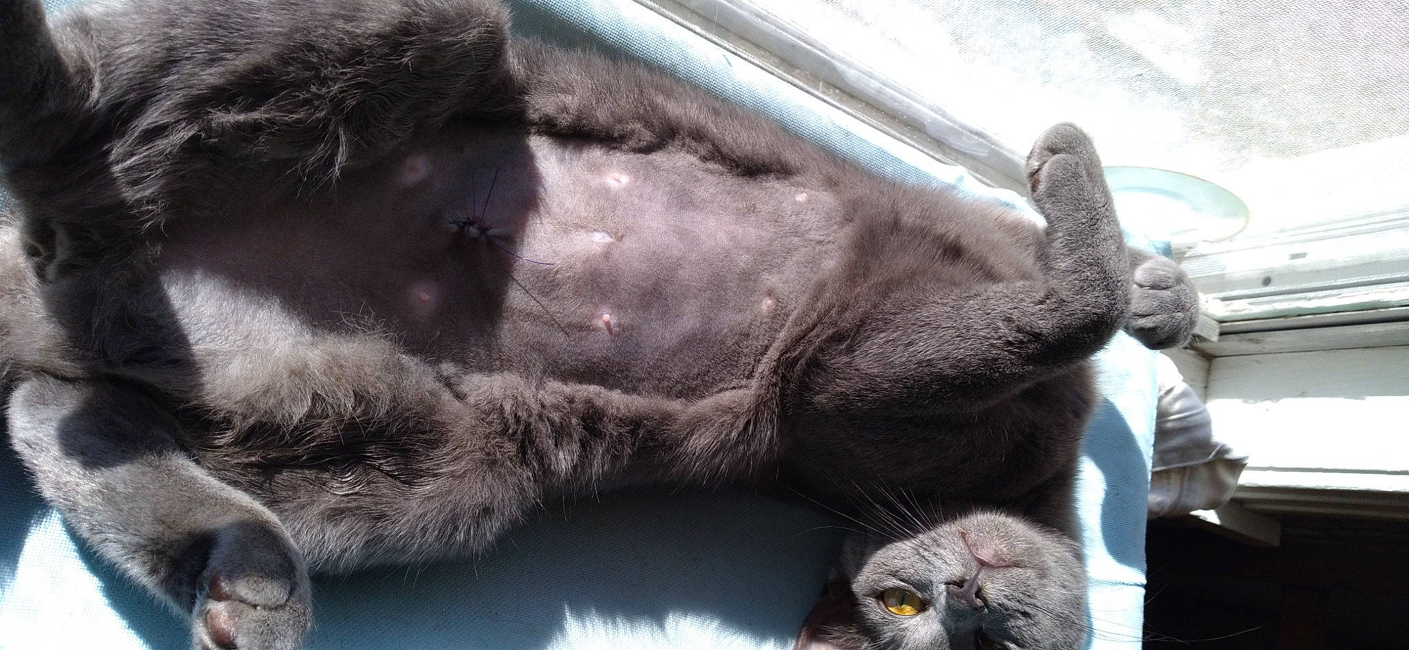 Babyblue is registered to the contest to win money with this photo: carnivore, cat, claw, comfort, dog_breed, domestic_short_haired_cat, felidae, foot, fur, grey, liver, nap, paw, small_to_medium_sized_cats, snout, sporting_group, tail, terrestrial_animal, whiskers, wildlife