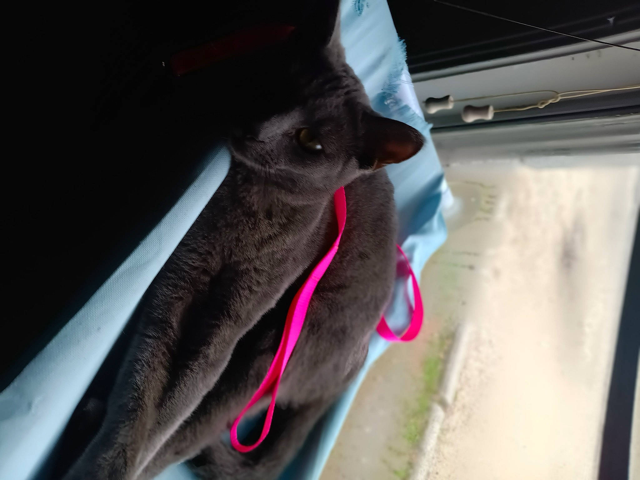 Babyblue is registered to the contest to win money with this photo: canidae, carmine, carnivore, collar, dog_breed, fawn, felidae, fur, human_leg, liver, magenta, non_sporting_group, pet_supply, small_to_medium_sized_cats, sporting_group, tail, vehicle_door, whiskers, windshield, working_animal