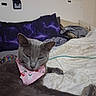 Babyblue joined the competition — help win amazing prizes! cat, gray_cat, pet, animal, sleepy, relaxed, bandana, pink_bandana, bed, bedroom, blanket, pillow, purple_pillow, cozy, indoors, lounging, whiskers, ears, portrait, home