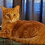 cat, orange_tabby, pet, indoor, cushion, plaid, fur, whiskers, ears, tail, relaxed, animal, feline, curious, eyes, resting, domestic_cat, window, curtains, cozy