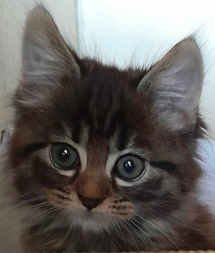 Vico participe au concours pour gagner de l'argent avec cette photo : kitten, cat, close_up, fluffy, cute, pet, animal, face, fur, whiskers, ears, eyes, young, domestic_cat, portrait, muzzle, feline, looking, soft, indoor