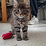 animal, cat, chair, closeup, curious, ears, floor, fur, furniture, indoor, kitten, legs, person, pet, small, sneakers, tabby, toy_mouse, whiskers, young