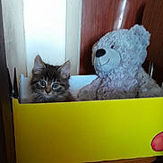 Vico a rejoint le concours — aidez-le/la à gagner de superbes lots ! animal, box, cat, companion, cozy, curious, cute, domestic, furry, indoor, kitten, pet, playful, small, soft, stuffed_toy, teddy_bear, toy, wooden_wall, yellow_box