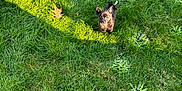 Ruby is registered to the contest to win money with this photo: puppy, dog, grass, greenery, outdoor, sunlight, shadow, leaf, small, cute, animal, nature, young, pet, looking_up, curious, daytime, playful, garden, summer