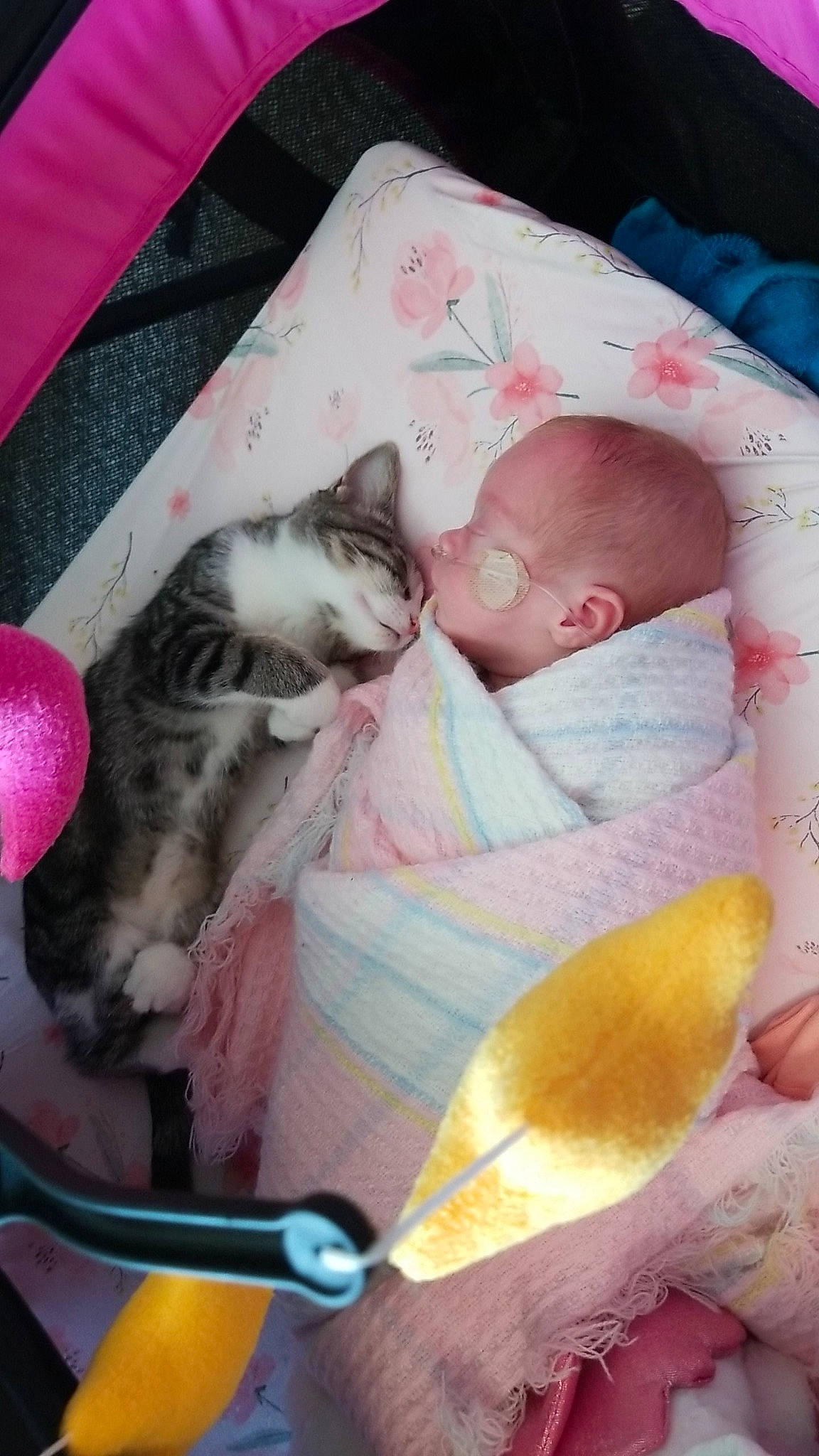 Raven joined the competition — help win amazing prizes! baby, bedtime, carnivore, cat, comfort, companion_dog, couch, domestic_short_haired_cat, felidae, fur, lap, linens, mammal, person, pink, room, small_to_medium_sized_cats, tail, textile, toddler