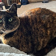 Precious joined the competition — help win amazing prizes! cat, tortoiseshell, green_eyes, pet, fur, whiskers, blanket, couch, indoor, living_room, cozy, relaxed, feline, close_up, domestic_cat, soft_texture, resting, animal, home, comfort