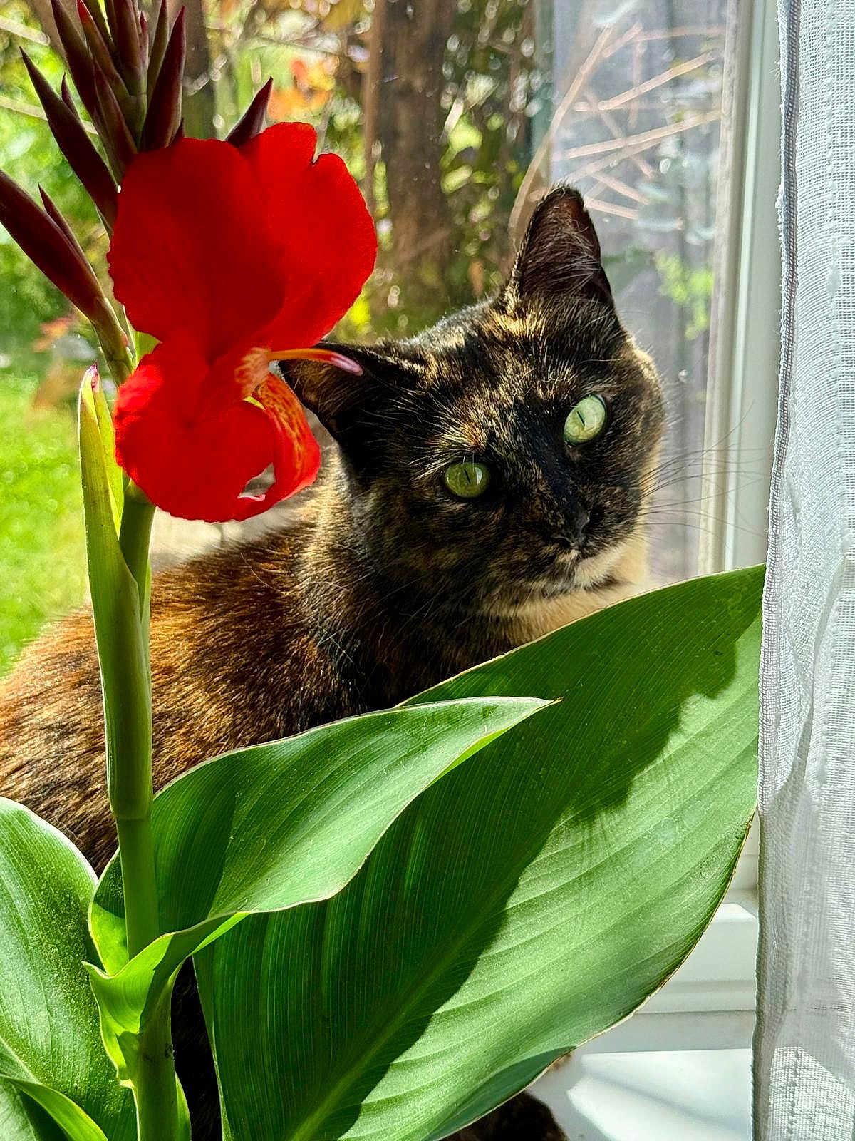 Precious joined the competition — help win amazing prizes! cat, tortoiseshell, green_eyes, flower, red_flower, green_leaves, plant, window, sunlight, indoor, nature, curious, pet, closeup, feline, leaf, bright, daylight, flora, houseplant