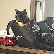 Precious is registered to the contest to win money with this photo: cat, tortoiseshell_cat, bag, mirror, dresser, clothing, indoor, reflection, wood, furniture, pet, curious, cozy, black_bag, red_clothing, casual, domestic_animal, resting, animal, feline