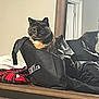 cat, tortoiseshell_cat, bag, mirror, dresser, clothing, indoor, reflection, wood, furniture, pet, curious, cozy, black_bag, red_clothing, casual, domestic_animal, resting, animal, feline