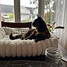 Precious is registered to the contest to win money with this photo: animal, blurred_background, cat, chair, cherries, cozy, curtains, daylight, domestic, furniture, home, indoor, jar, pet_bed, plant, relaxed, resting, table, tortoiseshell_cat, window
