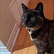 Precious joined the competition — help win amazing prizes! animal, black, brown, cat, close_up, curious, ears, eyes, feline, floor, fur, indoor, pet, sunlight, tortoiseshell_cat, vent, wall, whiskers, white, wooden_floor
