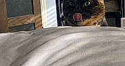Precious joined the competition — help win amazing prizes! animal, bed, cat, closet, cozy, curious, door, ears, fur, furniture, green_eyes, indoor, licking, light, pet, room, shadow, sheet, tongue, tortoiseshell