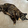 Precious is registered to the contest to win money with this photo: cat, tortoiseshell, pet, animal, floor, tile, indoor, cute, fur, whiskers, relaxed, laying, green_eyes, curious, paw, domestic, mammal, feline, playful, resting