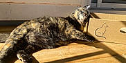 Precious joined the competition — help win amazing prizes! cat, tortoiseshell, cardboard_box, wooden_floor, sunlight, indoor, relaxing, pet, feline, animal, fur, shadow, window, door, illustration, box, resting, cute, domestic, cozy