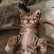Gypsy is registered to the contest to win money with this photo: adorable, animal, cat, closeup, clothing, cozy, cute, domestic_cat, fur, indoor, jeans, kitten, paws, pet, relaxing, resting, sleeping, soft, tabby, whiskers