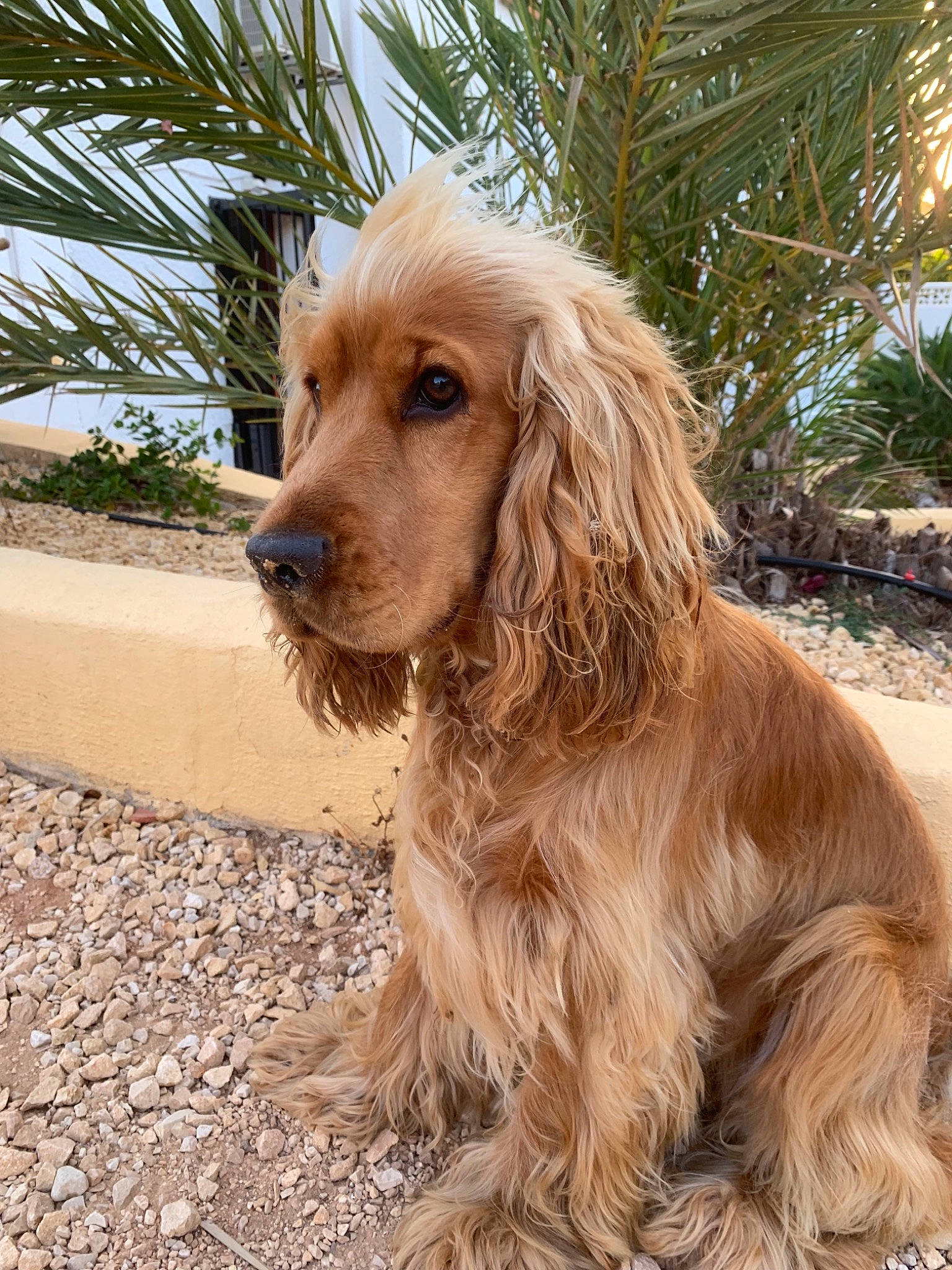 Orso participe au concours pour gagner de l'argent avec cette photo : american_cocker_spaniel, basset_fauve_de_bretagne, canidae, carnivore, cocker_spaniel, companion_dog, dog, dog_breed, english_cocker_spaniel, fawn, mammal, rare_breed_dog, russian_spaniel, spaniel, sporting_group, sussex_spaniel, vertebrate