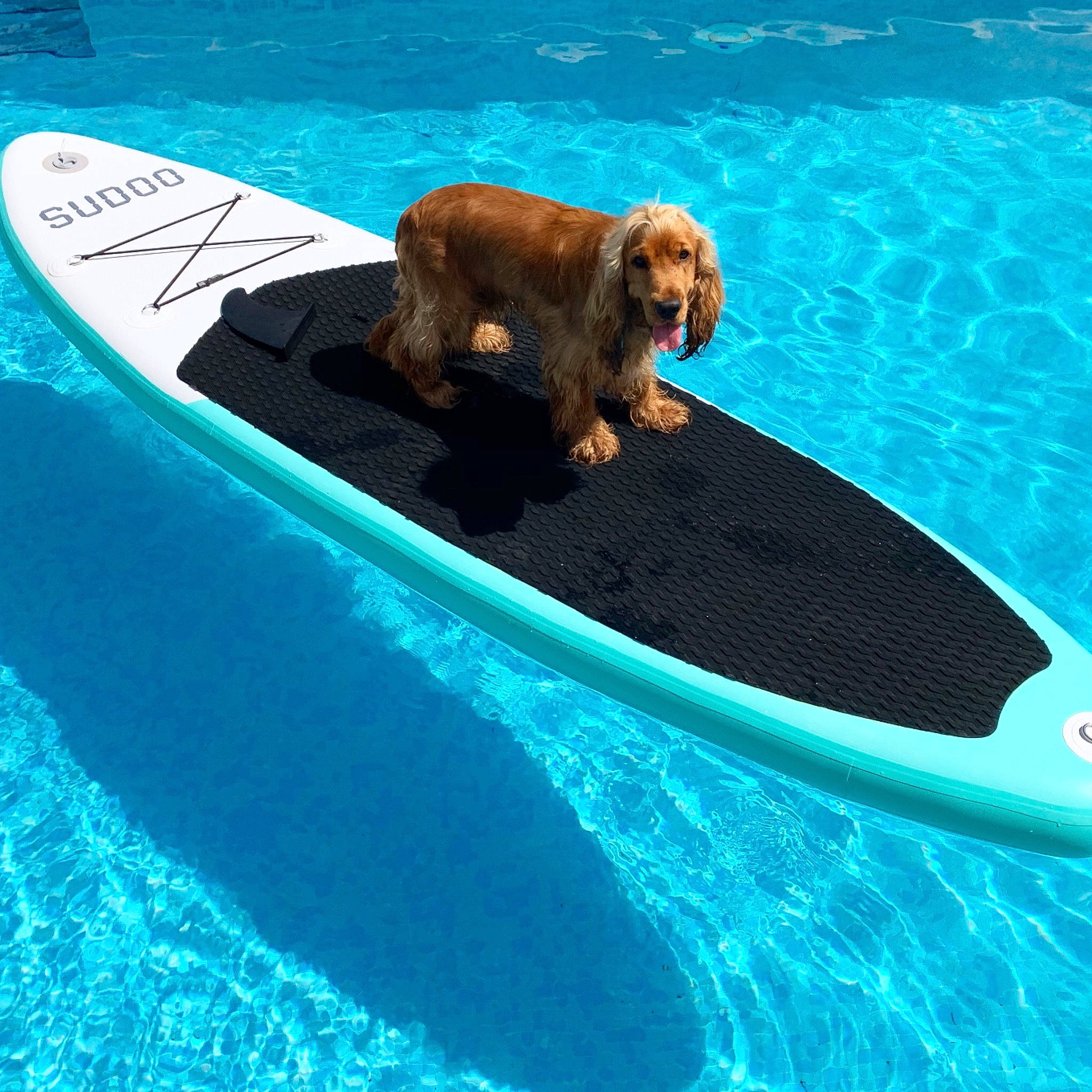 Orso a rejoint le concours — aidez-le/la à gagner de superbes lots ! canidae, carnivore, dog, dog_breed, games, leisure, recreation, spaniel, sporting_group, surfboard, surfing_equipment, swimming_pool, vacation