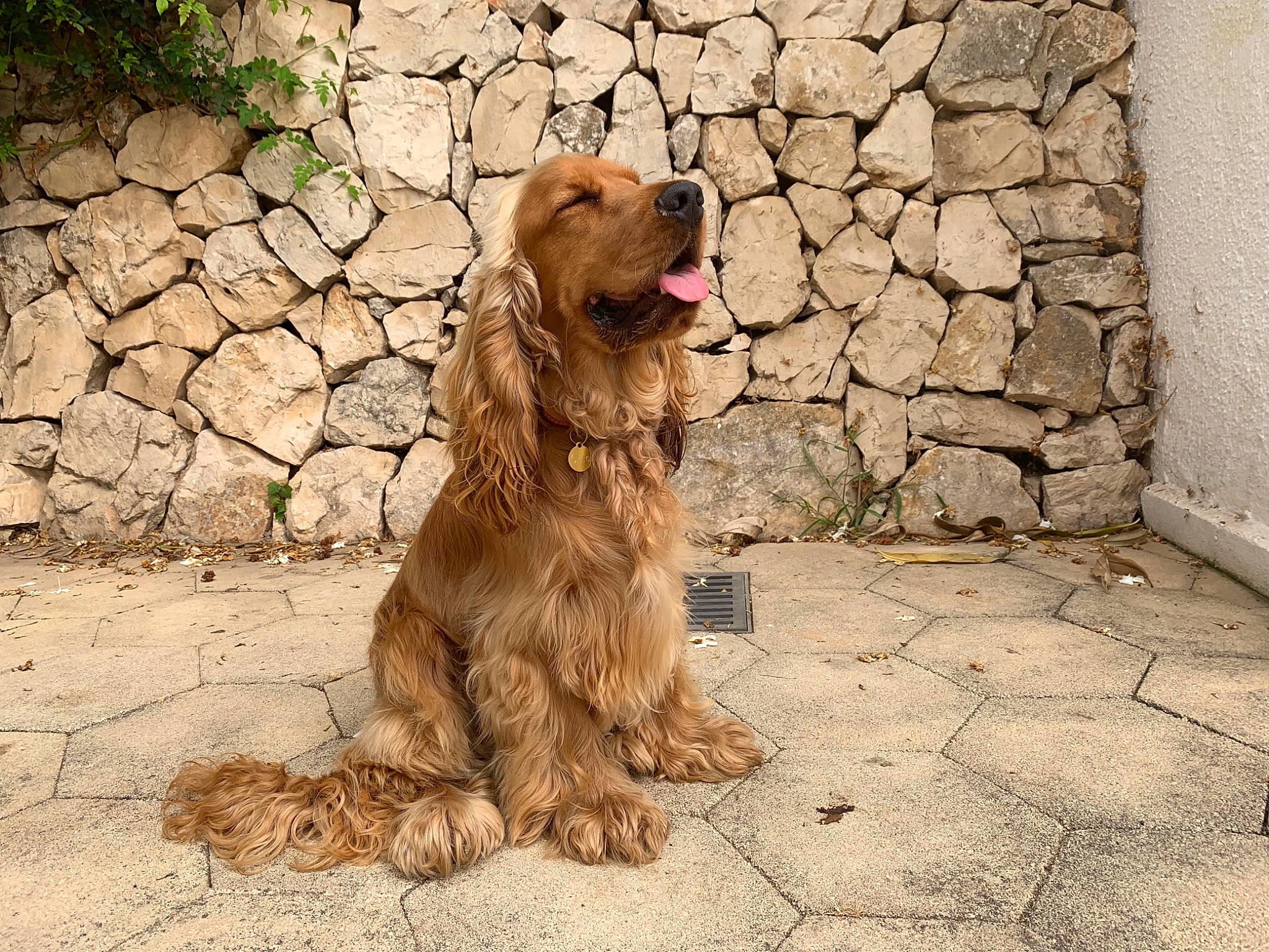 Orso a rejoint le concours — aidez-le/la à gagner de superbes lots ! american_cocker_spaniel, canidae, carnivore, cocker_spaniel, companion_dog, dog, dog_breed, english_cocker_spaniel, fawn, field_spaniel, golden_retriever, mammal, rare_breed_dog, spaniel, sporting_group, sussex_spaniel, vertebrate