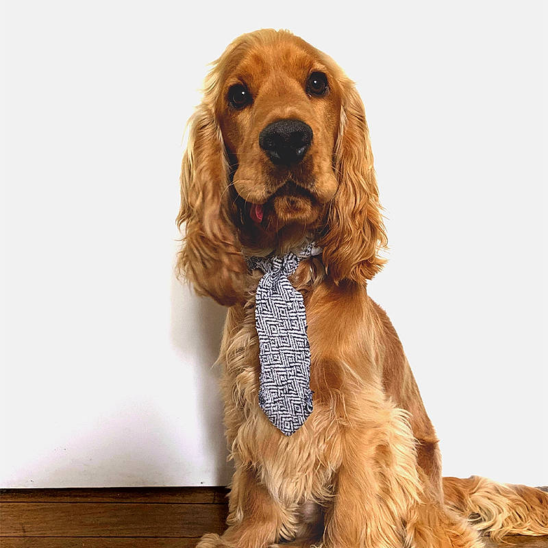 Orso a rejoint le concours — aidez-le/la à gagner de superbes lots ! american_cocker_spaniel, canidae, carnivore, cocker_spaniel, companion_dog, dog, dog_breed, english_cocker_spaniel, field_spaniel, fur, irish_setter, mammal, rare_breed_dog, russian_spaniel, setter, snout, spaniel, sporting_group, sussex_spaniel