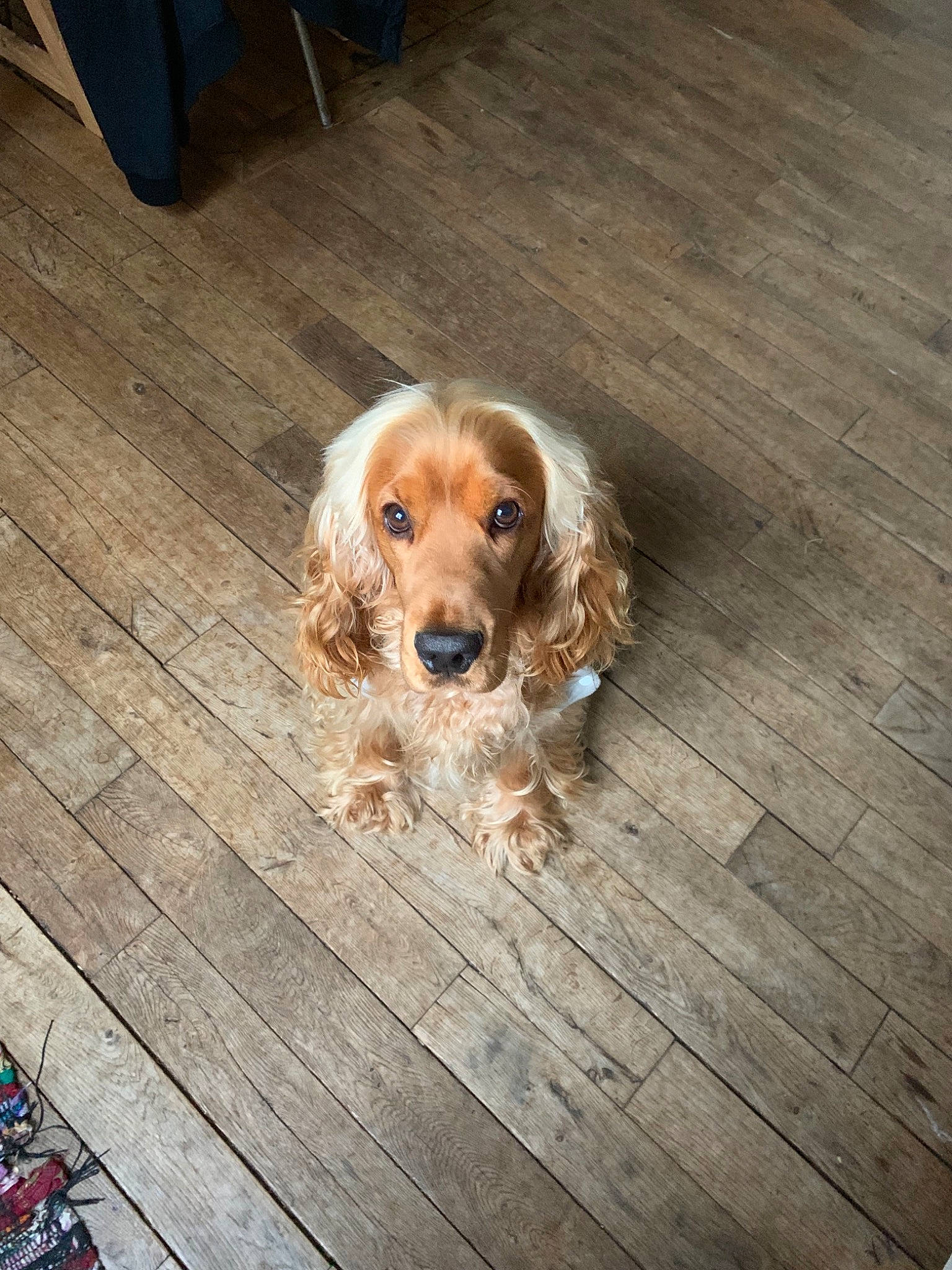 Orso a rejoint le concours — aidez-le/la à gagner de superbes lots ! american_cocker_spaniel, canidae, carnivore, cocker_spaniel, companion_dog, dog, dog_breed, english_cocker_spaniel, fawn, floor, flooring, golden_retriever, mammal, puppy, rare_breed_dog, russian_spaniel, snout, spaniel, sporting_group