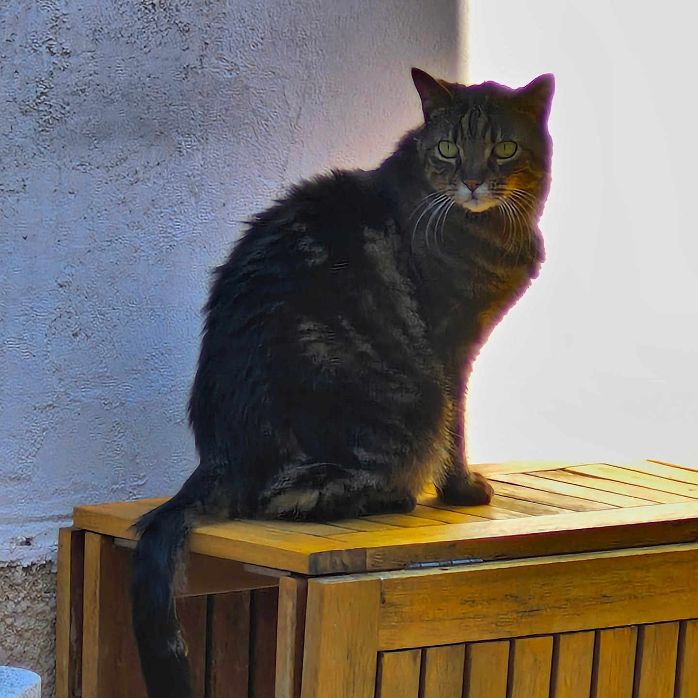Gretshy participe au concours pour gagner de l'argent avec cette photo : abyssinian, animal, architecture, blackcat, box, building, cat, crate, drawer, furniture, hardwood, house, housing, kitten, manx, pet, plywood, porch, stainedwood, wood