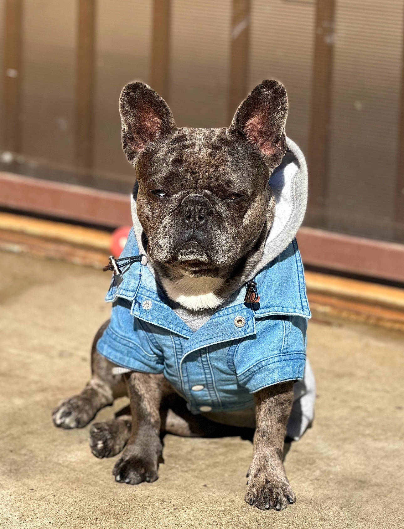 Bruno is registered to the contest to win money with this photo: bulldog, canidae, carnivore, collar, companion_dog, dog, dog_breed, dog_collar, ear, electric_blue, eye, fawn, french_bulldog, grass, sculpture, snout, sporting_group, terrestrial_animal, whiskers, working_animal