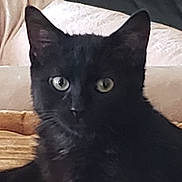 Sasha joined the competition — help win amazing prizes! black_cat, cat, pet, animal, feline, indoor, cushion, beige, fur, whiskers, ears, eyes, close_up, portrait, cozy, resting, domestic_cat, looking, mammal, cute