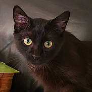 Sasha is registered to the contest to win money with this photo: animal, black_cat, cat, close_up, curious, cute, dark_background, domestic_animal, ears, eye_contact, feline, fur, indoor, looking, mammal, pet, plant_pot, portrait, whiskers, yellow_eyes