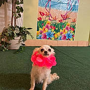 Snowy is registered to the contest to win money with this photo: dog, small_dog, flower_collar, pink, white_dog, indoor, green_carpet, potted_plant, plant, flamingo_poster, colorful_poster, flowers, tropical_theme, cute, pet, looking_at_camera, sitting, fur, animal, background