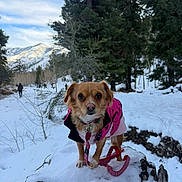 Honey is registered to the contest to win money with this photo: dog, small_dog, pink_jacket, snow, tree_stump, forest, mountains, winter, outdoor, nature, leash, canine, cold_weather, walking_path, trees, snowy_landscape, pet, animal, cute, scenic