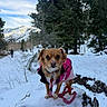 dog, small_dog, pink_jacket, snow, tree_stump, forest, mountains, winter, outdoor, nature, leash, canine, cold_weather, walking_path, trees, snowy_landscape, pet, animal, cute, scenic