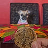 Cookie is registered to the contest to win money with this photo: dog, cookie, hand, table, chair, colorful_tablecloth, blurry, background, focus, indoor, pet, brown_dog, small_dog, curious, food, snack, waiting, animal, furniture, person_hand