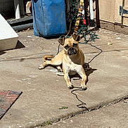 Cookie is registered to the contest to win money with this photo: dog, outdoor, concrete, sunlight, patio, leash, blue_bag, string_lights, shadow, curious_expression, small_dog, relaxed, tan_dog, animal, daytime, house_wall, resting, pet, fenced_area, summer