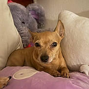 Cloe is registered to the contest to win money with this photo: dog, small_dog, tan_dog, pillow, purple_pillow, plush_toy, elephant_toy, couch, cushion, indoor, pet, animal, relaxed, lying_down, cozy, snout, ears, fur, whiskers, home