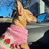dog, small_dog, pink_sweater, knitted_sweater, car_interior, window, side_mirror, sunlight, blue_sky, tree, hand, lap, pet, animal, cute, cozy, outdoor_view, calm, portrait, domestic_animal