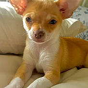 Barbie is registered to the contest to win money with this photo: puppy, dog, pet, small_dog, tan, white, ears, bed, blanket, resting, indoor, cute, animal, fur, paws, face, young, cozy, portrait, soft