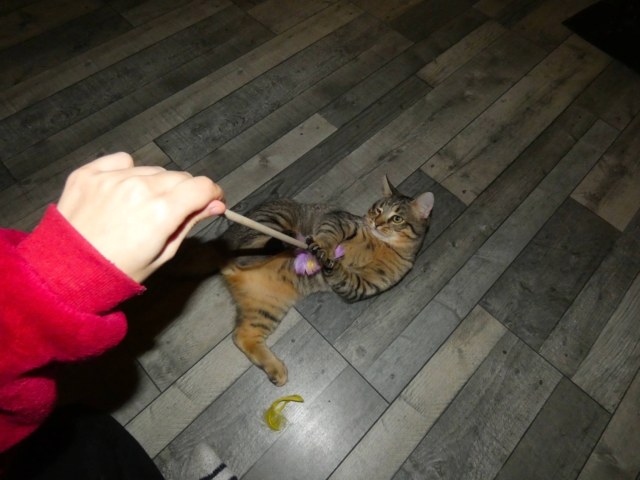 Yuko participe au concours pour gagner de l'argent avec cette photo : carnivore, cat, companion_dog, dog_breed, domestic_short_haired_cat, fawn, felidae, flooring, fur, gesture, hardwood, leash, road_surface, sidewalk, small_to_medium_sized_cats, snout, tail, vertebrate, whiskers, wood