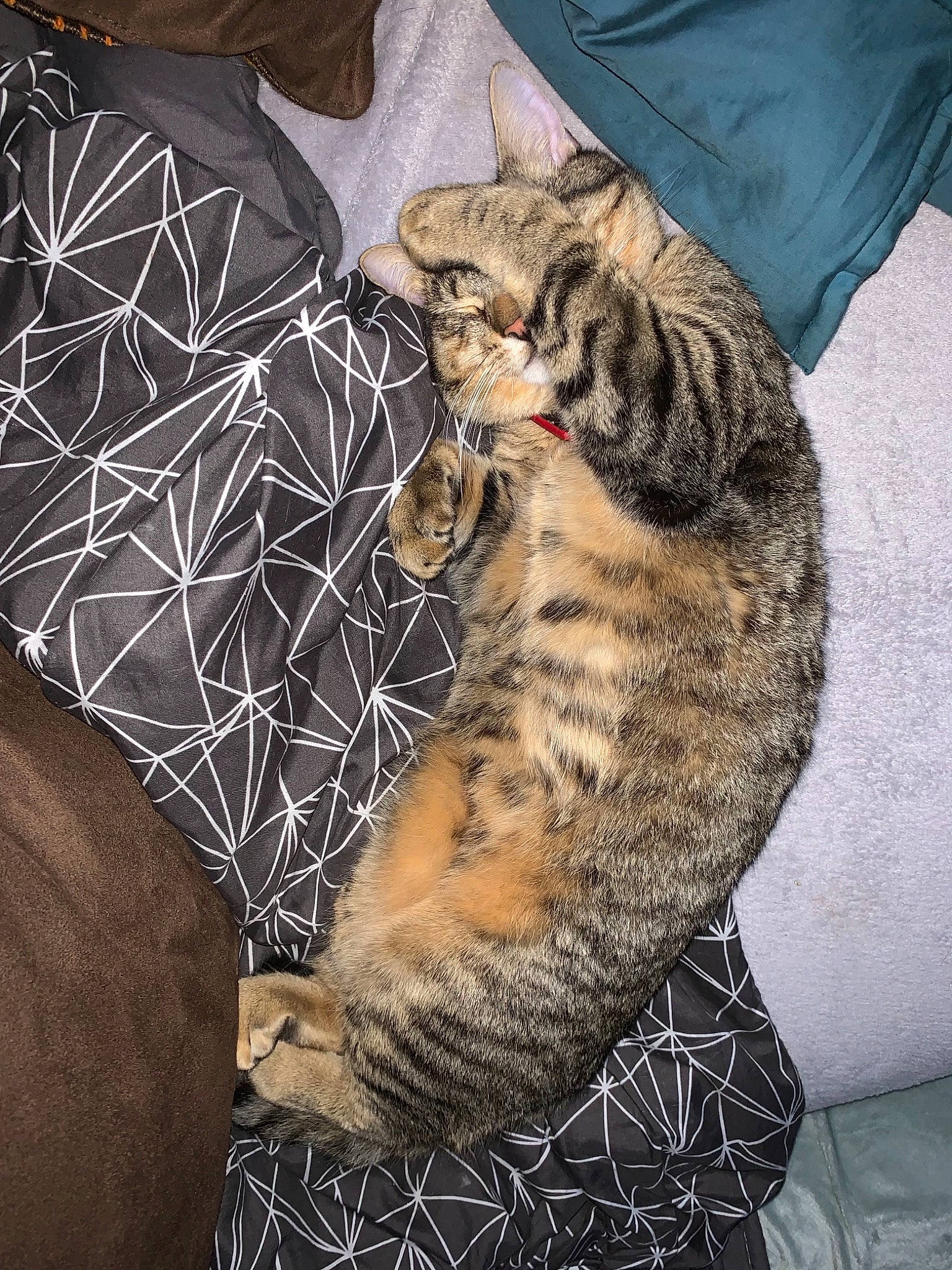 Yuko a rejoint le concours — aidez-le/la à gagner de superbes lots ! carnivore, cat, claw, comfort, couch, domestic_short_haired_cat, felidae, foot, fur, linens, nap, pattern, paw, sitting, sleep, small_to_medium_sized_cats, snout, tail, terrestrial_animal, whiskers