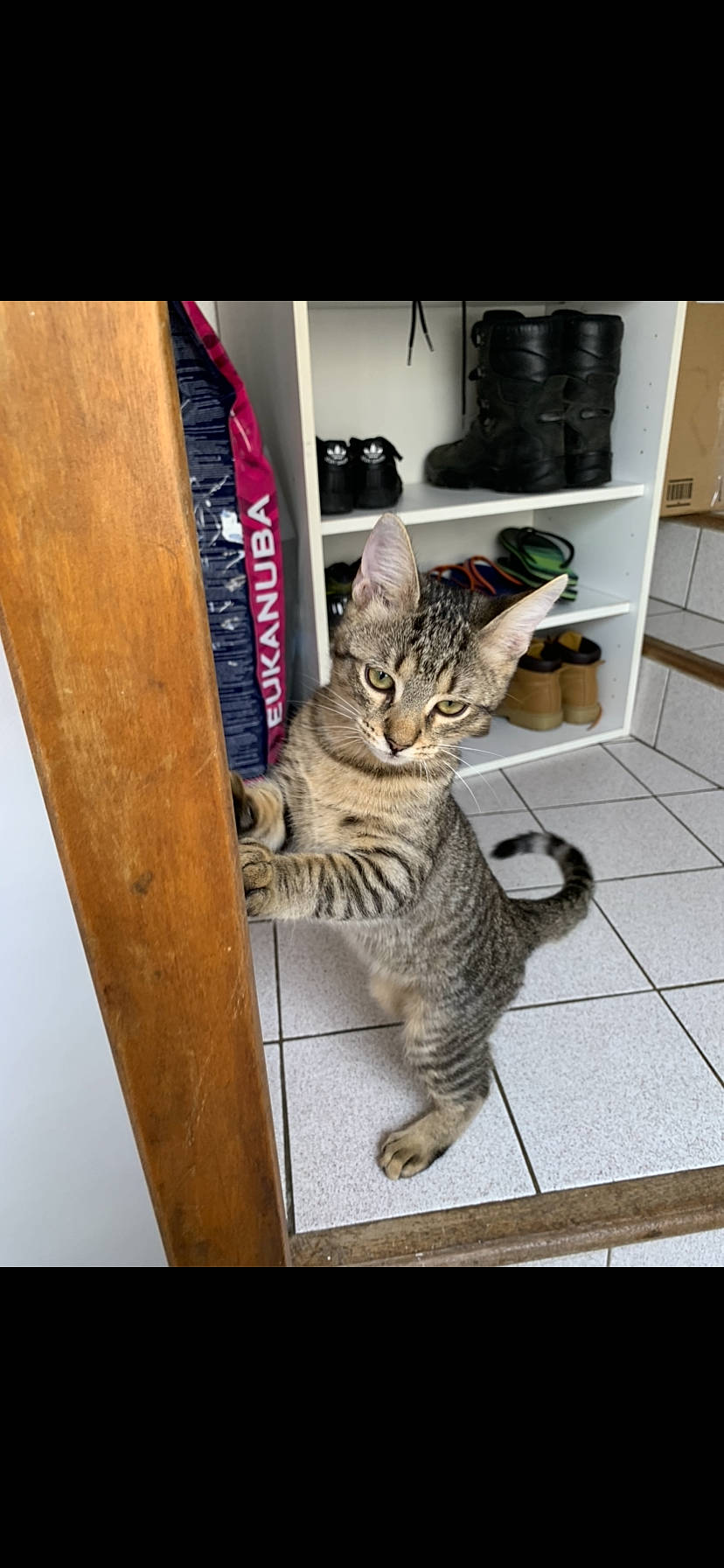 Yuko participe au concours pour gagner de l'argent avec cette photo : carnivore, cat, comfort, domestic_short_haired_cat, felidae, flooring, fur, hardwood, paw, shelf, sitting, small_to_medium_sized_cats, tail, terrestrial_animal, whiskers, wood