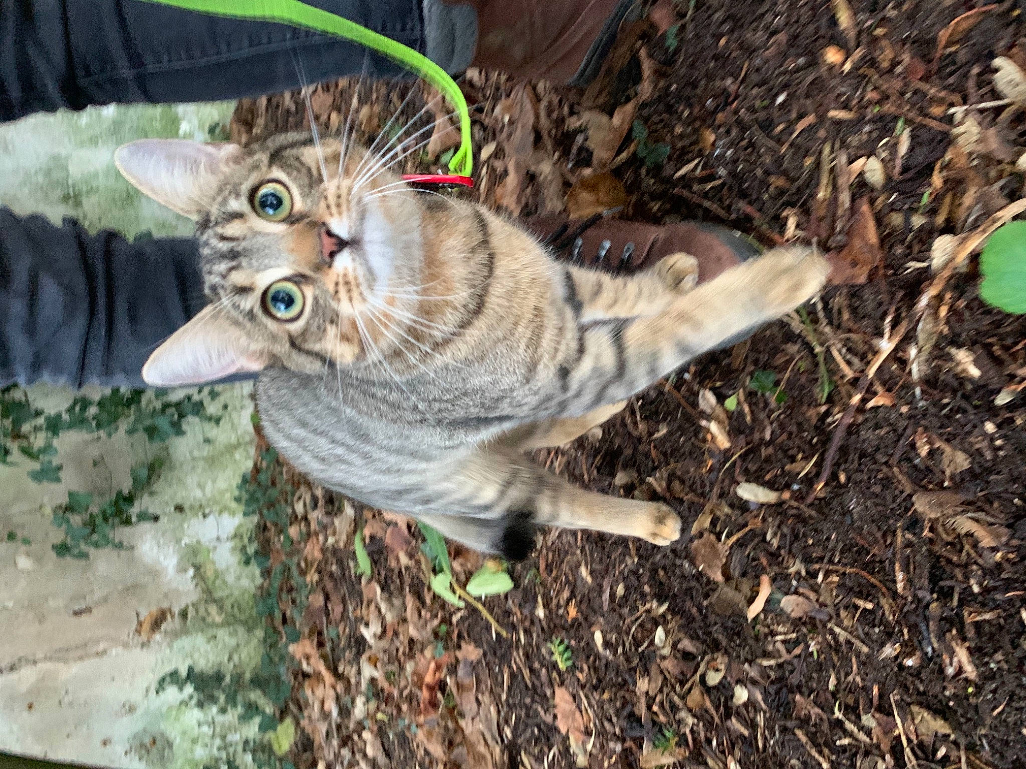 Yuko participe au concours pour gagner de l'argent avec cette photo : carnivore, cat, claw, domestic_short_haired_cat, fang, fawn, felidae, fur, grass, groundcover, paw, small_to_medium_sized_cats, snout, soil, tail, terrestrial_animal, tree, whiskers, wildlife, wood