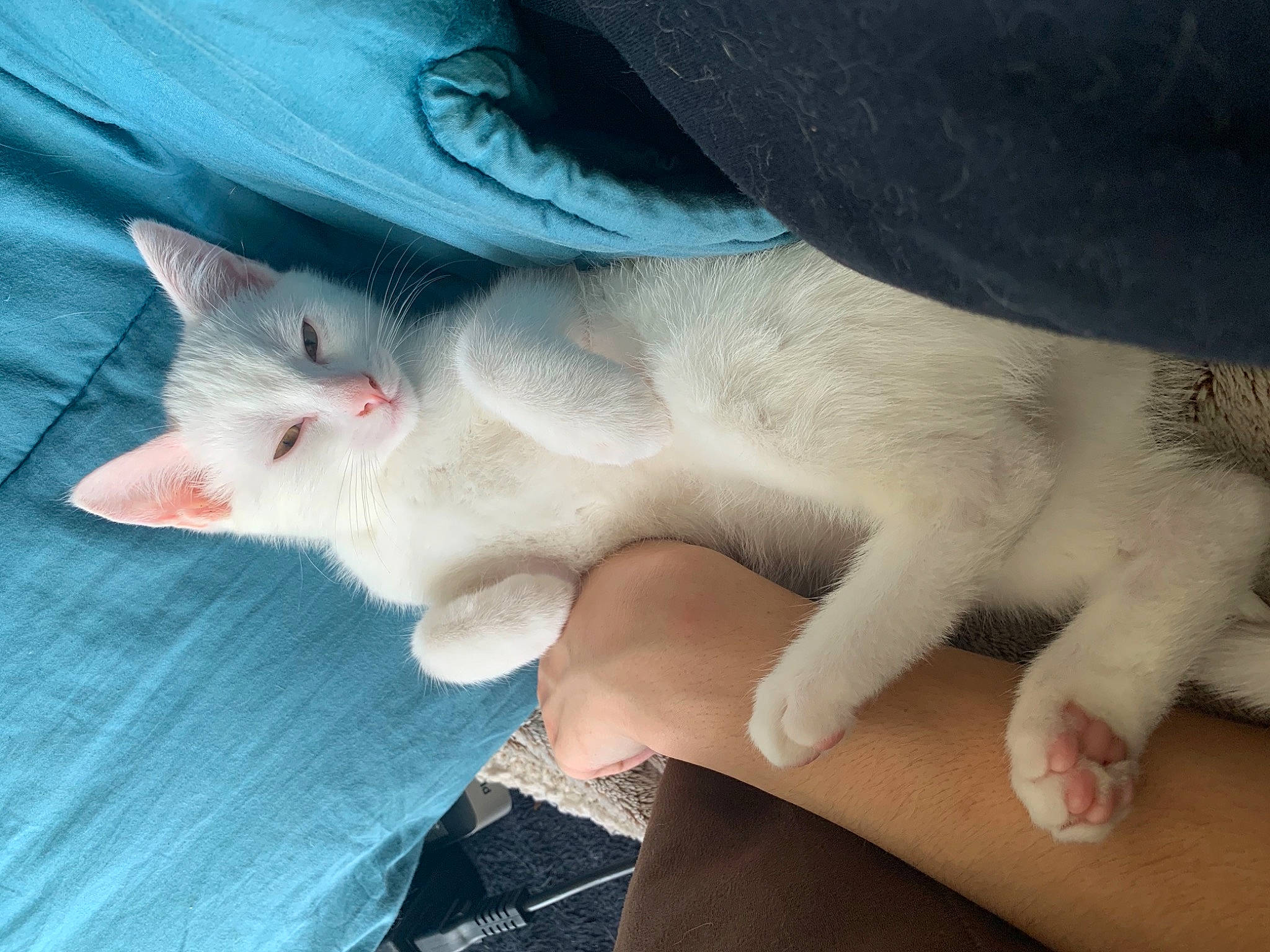 Nao participe au concours pour gagner de l'argent avec cette photo : canidae, carnivore, cat, comfort, dog_breed, domestic_short_haired_cat, fawn, felidae, fur, gesture, human_leg, jaw, mammal, nail, paw, small_to_medium_sized_cats, snout, tail, vertebrate, whiskers