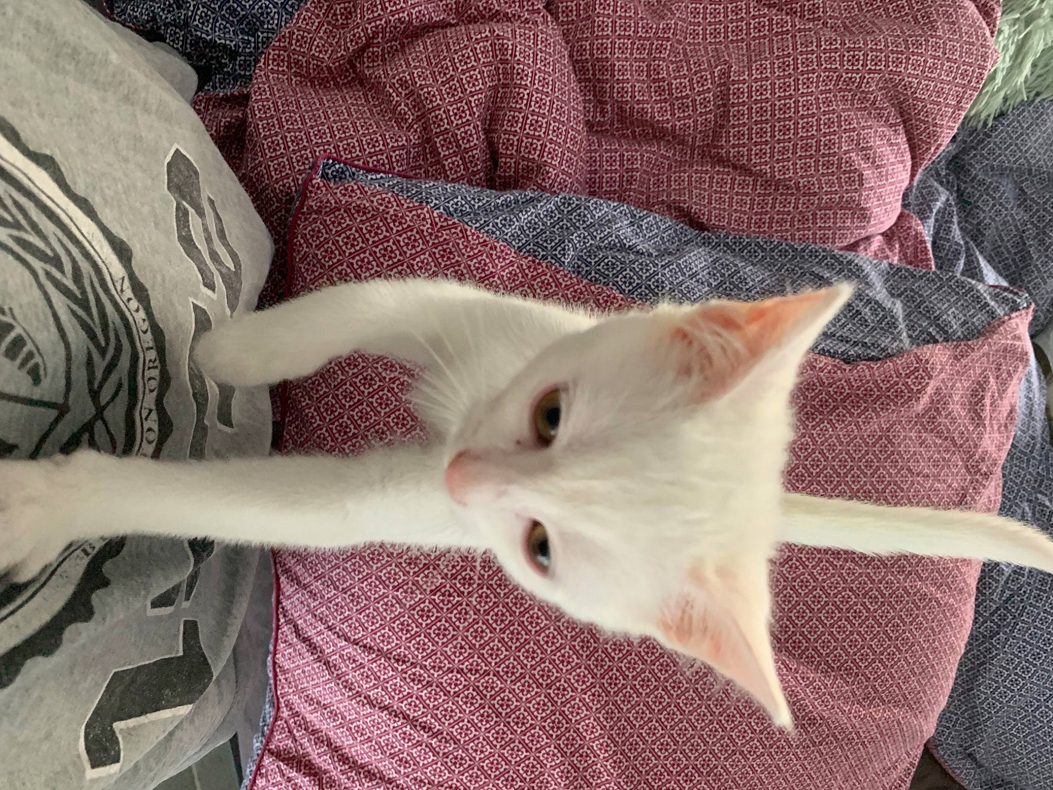 Nao a rejoint le concours — aidez-le/la à gagner de superbes lots ! carnivore, cat, claw, comfort, fawn, felidae, flesh, fur, linens, pattern, paw, small_to_medium_sized_cats, snout, tail, whiskers, woven_fabric