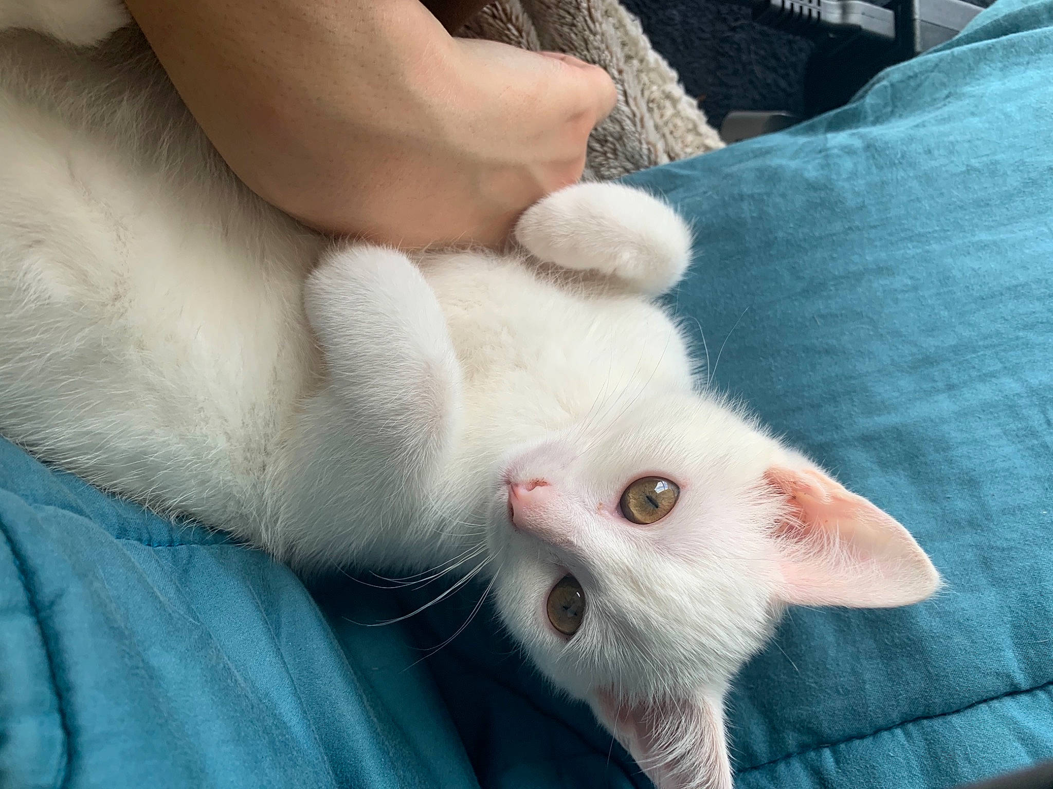 Nao a rejoint le concours — aidez-le/la à gagner de superbes lots ! carnivore, cat, claw, comfort, domestic_short_haired_cat, ear, eye, fawn, felidae, finger, foot, fur, head, human_leg, nail, paw, small_to_medium_sized_cats, snout, tail, whiskers