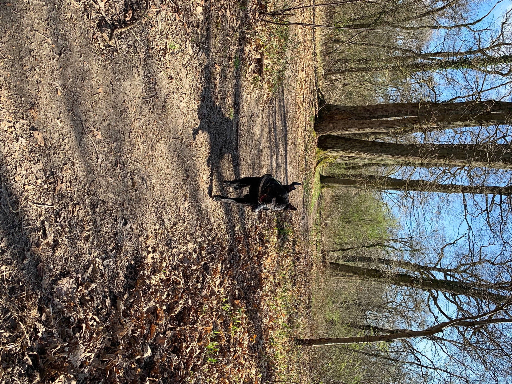 Loki a rejoint le concours — aidez-le/la à gagner de superbes lots ! biome, deciduous, forest, grass, grass_family, landscape, leaf, natural_landscape, people_in_nature, plant, rural_area, tints_and_shades, tree, trunk, twig, water, winter, wood, woodland, woody_plant