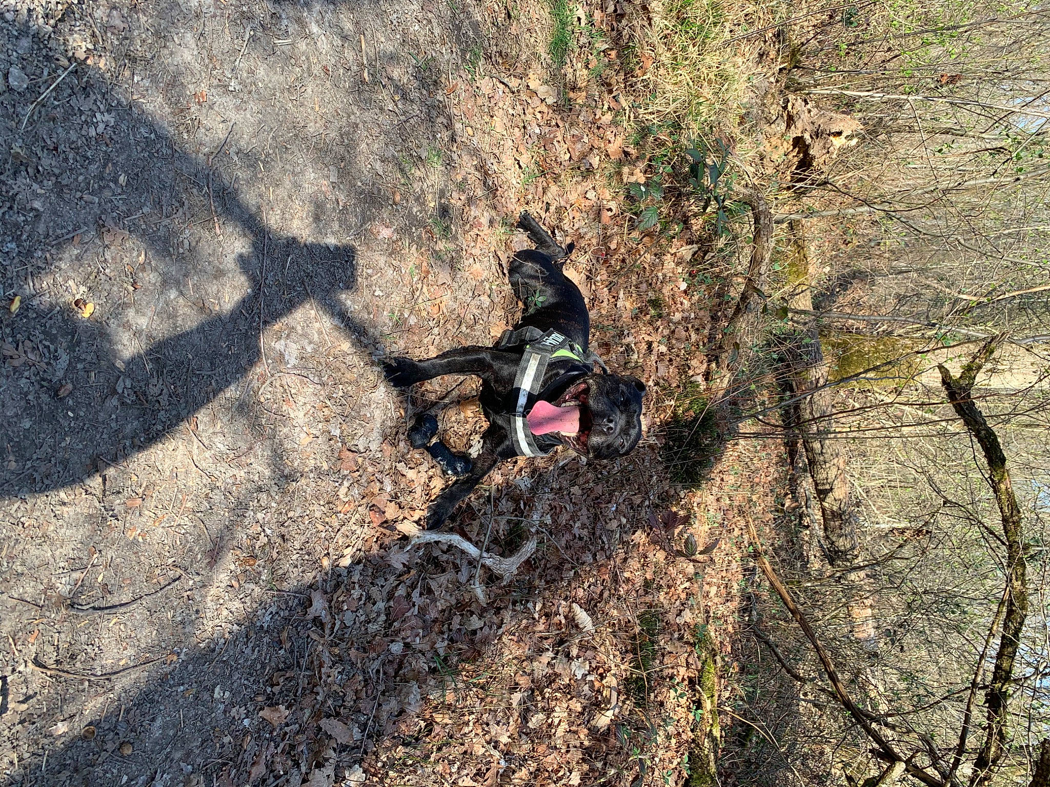 Loki participe au concours pour gagner de l'argent avec cette photo : asphalt, automotive_tire, deciduous, geology, grass, landscape, people_in_nature, plant, recreation, road, road_surface, rock, shadow, sidewalk, soil, tar, tints_and_shades, tree, trunk, wood