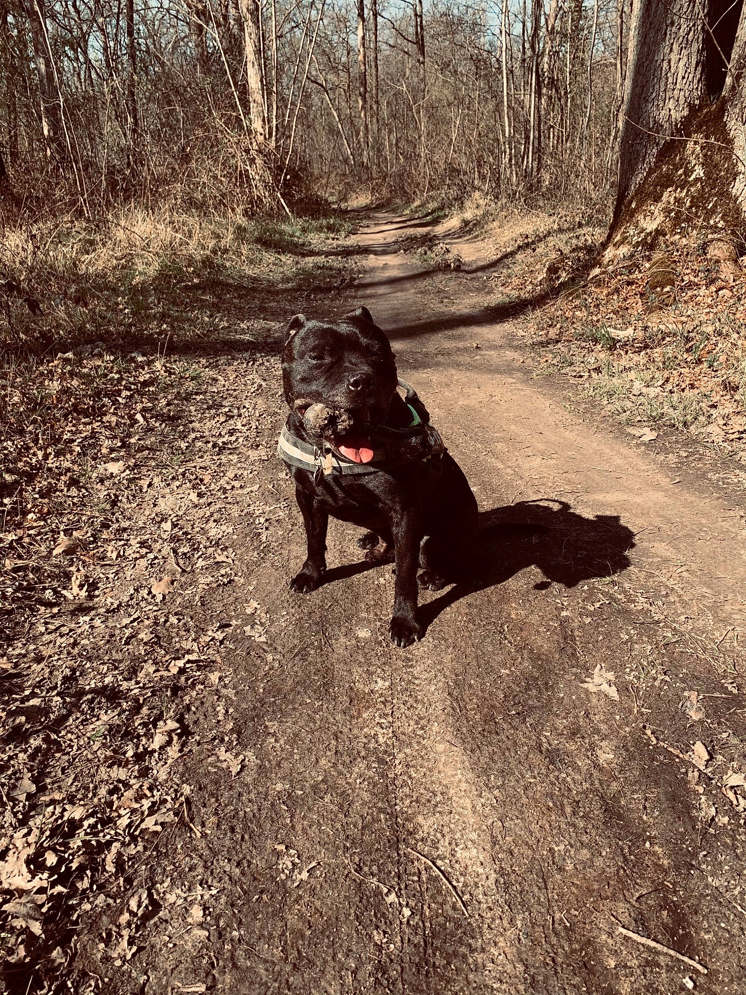 Loki participe au concours pour gagner de l'argent avec cette photo : carnivore, companion_dog, dog, dog_breed, dog_walking, fawn, forest, grass, landscape, leash, people_in_nature, plant, recreation, tail, tints_and_shades, tree, trunk, wood, woodland, working_animal